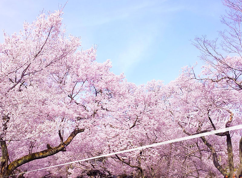 关东＝中部＝关西<br>关东关西中部游，温泉古都尽享豪华之旅。